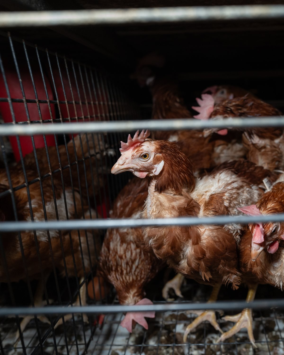 Galinhas poedeiras em sistema de produção em gaiola convencional